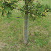 Rainbow Spiral Tree Guard 61cm 5-Pack